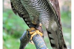 tierpark_20100926_1012105073