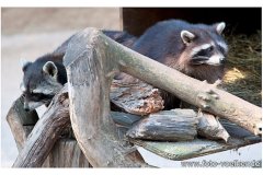 zoo_heidelberg_20111008_1289511710